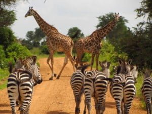 17 dagen kenia en tanzania