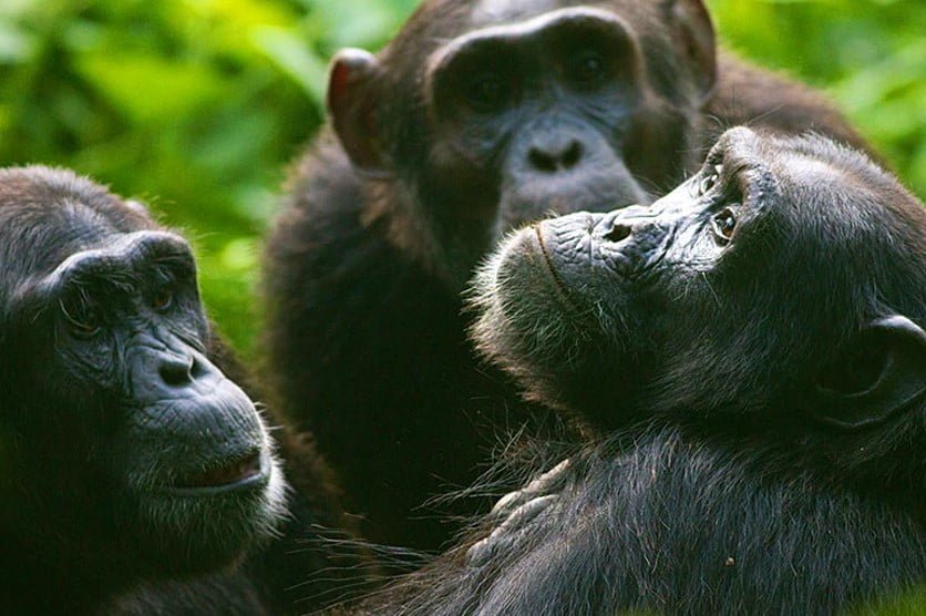 Safari-in-Oeganda_6-Days-Uganda-Gorilla-Chimpanzee-Wildlife-Safari