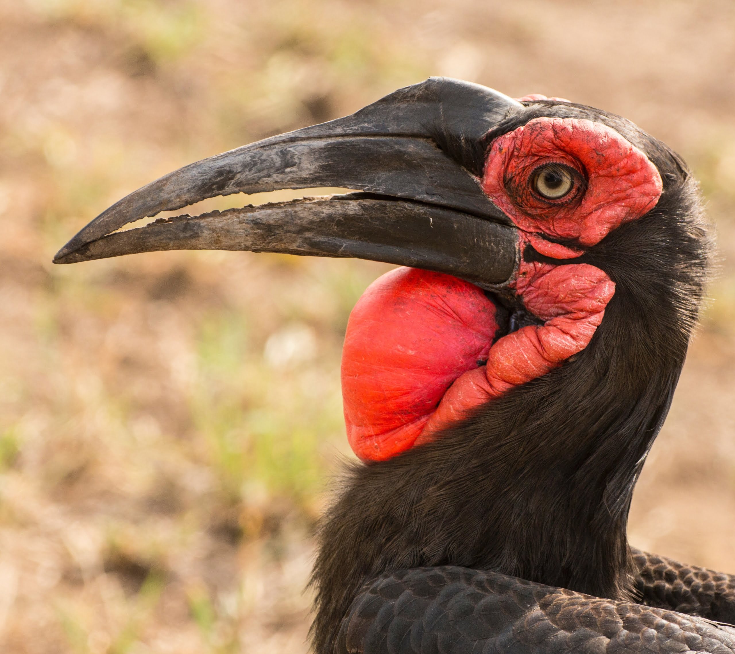 safari-in-oeganda_Abessijnse-grondneushoornvogel