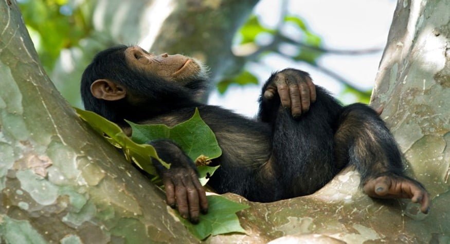 safari-in-oeganda_chimpansee