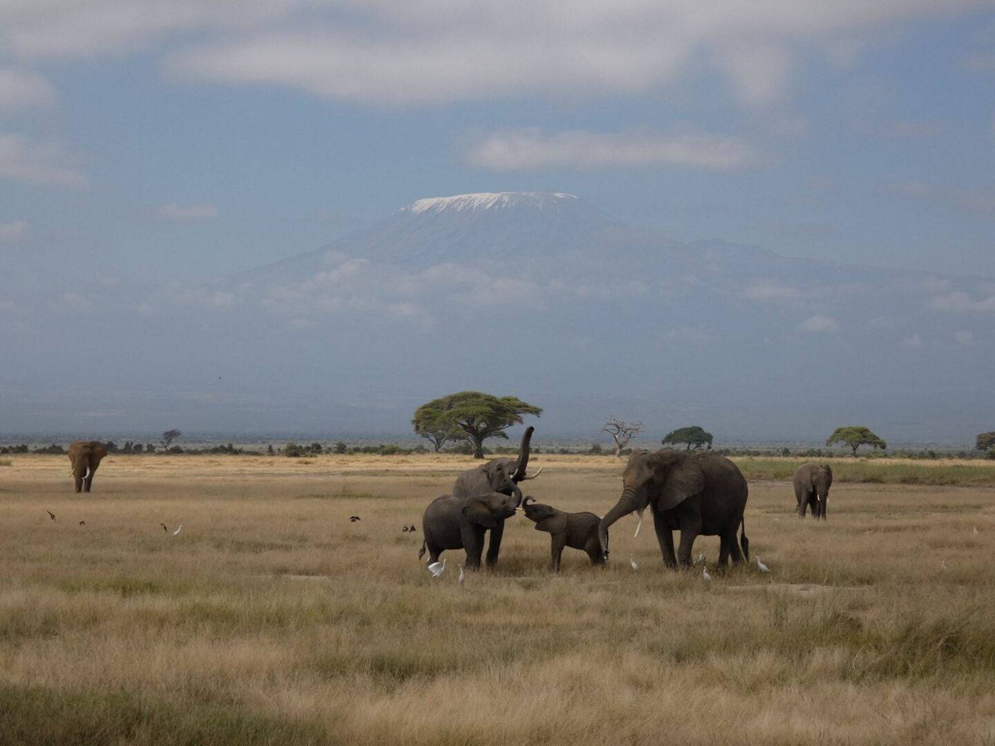 Amboseli_01_Cinthia