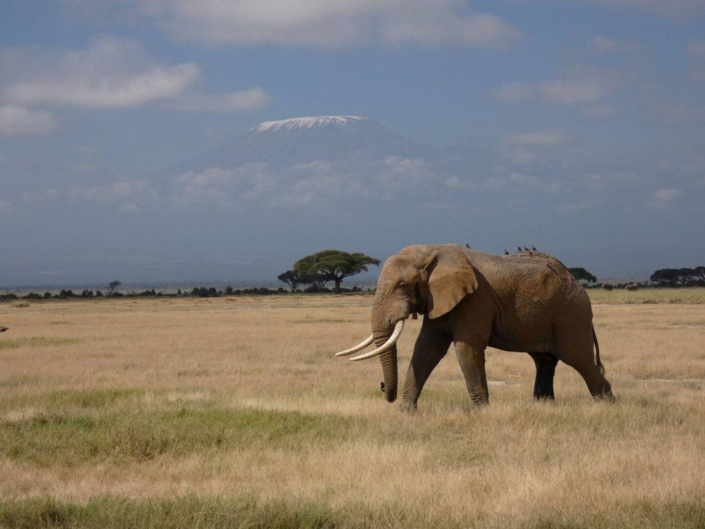 Amboseli_02_Cinthia