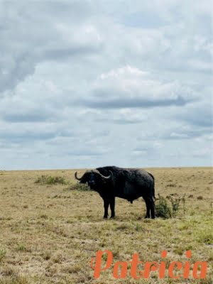 vakantie-inkenia-masai-mara_04