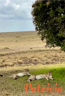 vakantie-inkenia-masai-mara_05