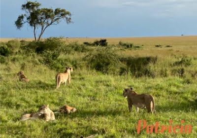 vakantie-inkenia-masai-mara_07